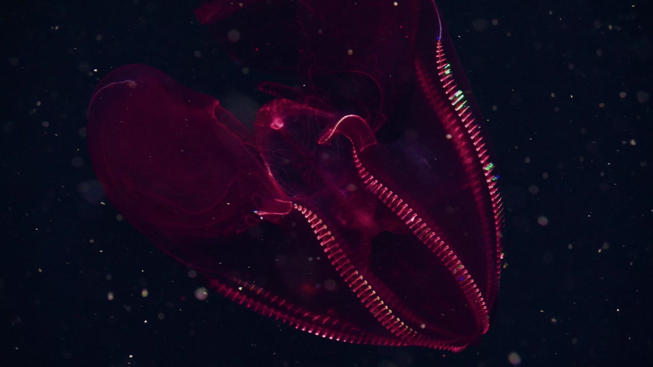 Still from BENEATH THE WAVES